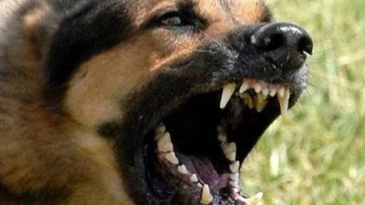 Τραγωδία: Σκυλιά κατασπάραξαν γυναίκα που είχε βγει για τρέξιμο