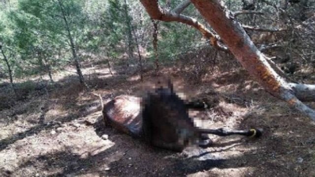 Κτηνωδία στη Λέσβο: Κρέμασαν άλογο από δέντρο