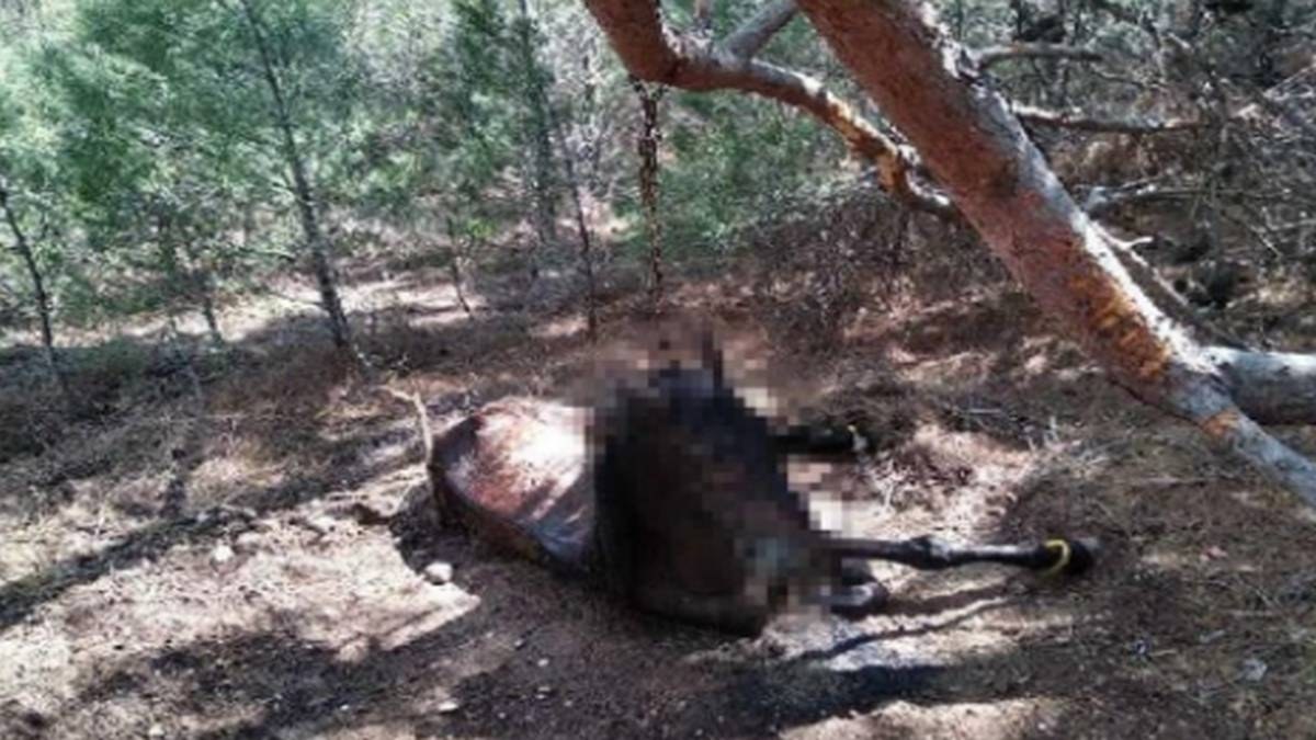 Κτηνωδία στη Λέσβο: Κρέμασαν άλογο από δέντρο