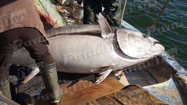 Απίστευτο σκηνικό στην Πρέβεζα: Έπιασαν τόνο 130 κιλών!