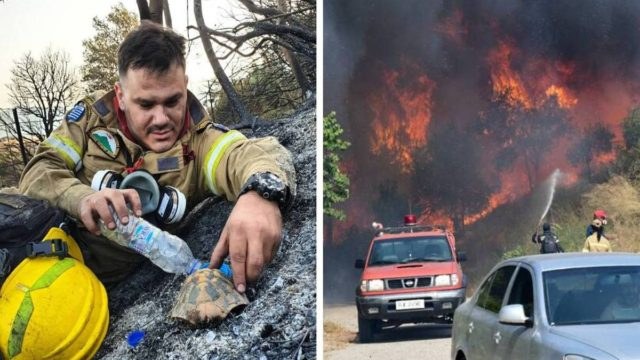 Η φωτογραφία του πυροσβέστη που έγινε viral: Δίνει νερό σε χελώνα για να επιζήσει!