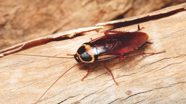 Δεν πάει το μυαλό σας! Αυτή τη μυρωδιά δεν αντέχουν με τίποτα οι κατσαρίδες