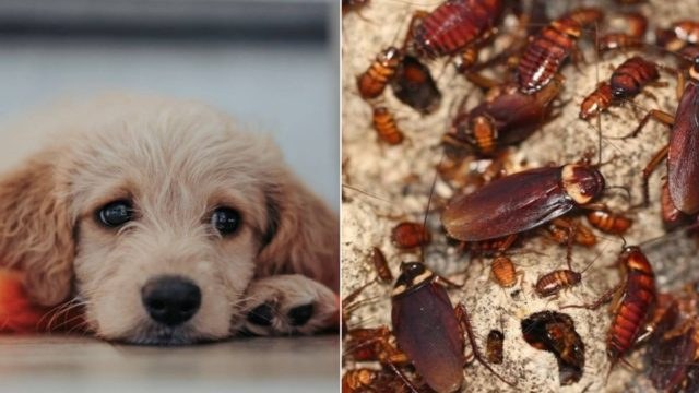 Αυτό είναι το αντικείμενο των σκύλων που προσελκύει τις κατσαρίδες