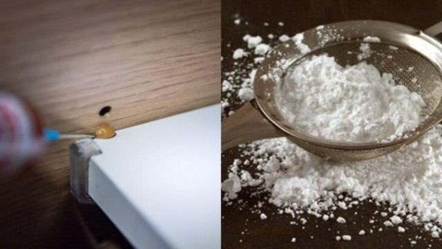 Μικρή Τερέζα τέλος στο σπίτι: Πείτε αντίο στις κατσαρίδες με 3 φυσικούς τρόπους!