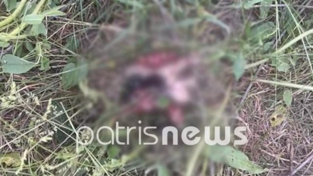 Φρίκη στην Ηλεία: Κατακρεούργησε με χορτοκοπτικό 9 κουτάβια!