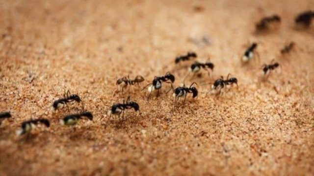 Ο απόλυτος συνδυασμός με κανέλα, μαγειρική σόδα και ξύδι για να εξαφανίσετε τα μυρμήγκια από το σπίτι σας!