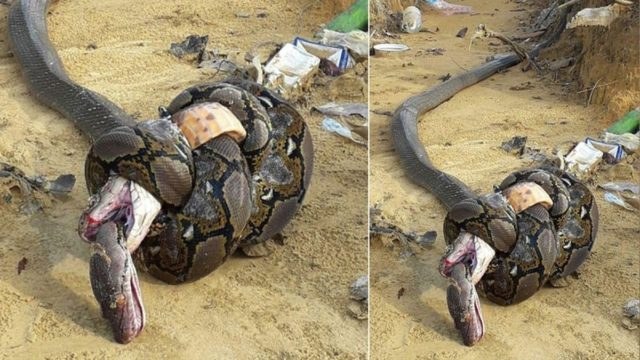 Βασιλική κόμπρα και πύθωνας πέθαναν μαζί μετά από επική μάχη