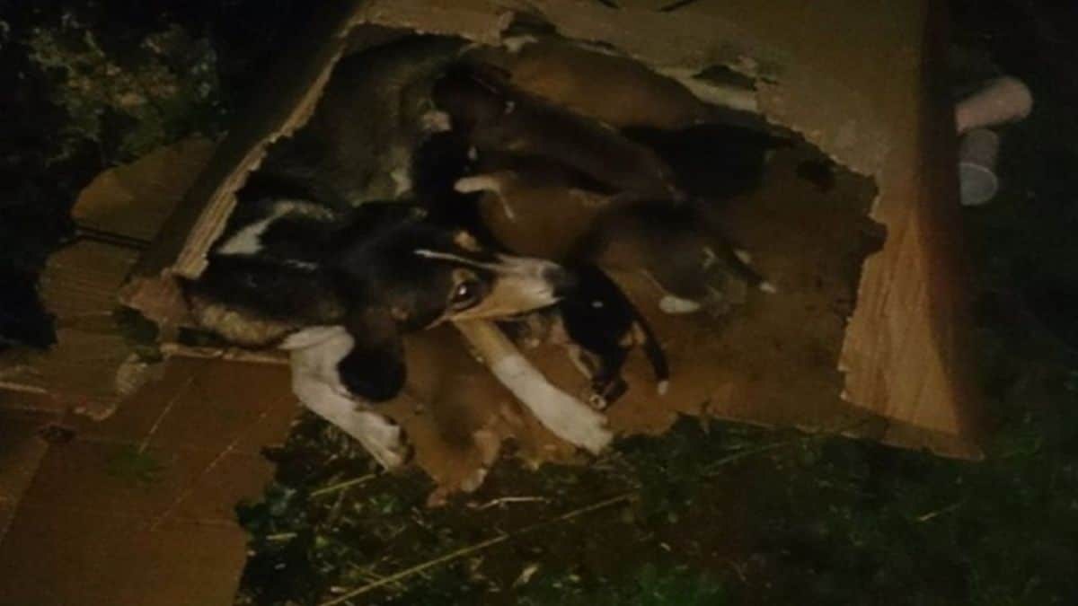 Σκυλίτσα προσπαθούσε να βγάλει από τον κάδο σκουπιδιών τα κουτάβια της που κάποιος πέταξε ζωντανά!