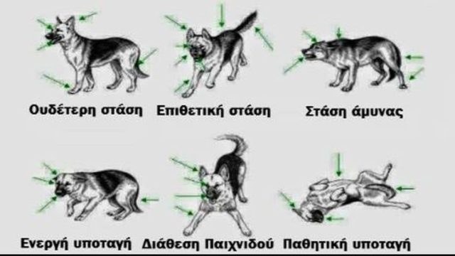 Μάθε τη γλώσσα του σώματος ενός σκύλου!