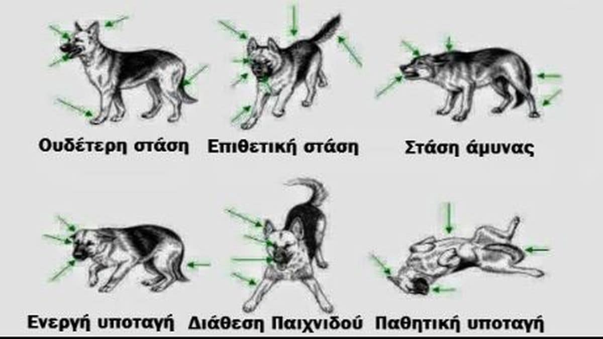 Μάθε τη γλώσσα του σώματος ενός σκύλου!