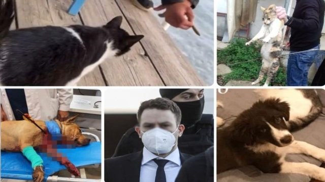 Απάνθρωποι: 5+1 κακοποιήσεις ζώων που σόκαραν το Πανελλήνιο! Από τον Τοξοβόλο της Πετρούπολης στον… Μπάμπη Αναγνωστόπουλο