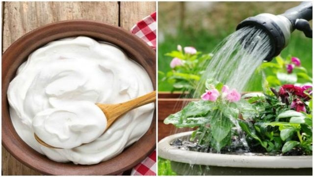 Διέλυσε γιαούρτι σε νερό και πότισε τα λουλούδια – Το αποτέλεσμα θα σας ενθουσιάσει