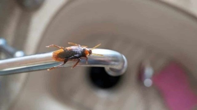 Ζέστη και υγρασία τις… βάζουν στο σπίτι: Το κόλπο με τον καφέ για να διώξετε τις κατσαρίδες