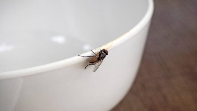 5 έξυπνα Τρικς για να απομακρύνετε τις μύγες στη στιγμή – Το κόλπο με το λεμόνι που θα σας σώσει!