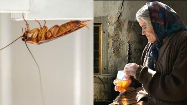 Η γιαγιά είχε τα κόλπα της χωρίς χημικά: Έτσι θα απομακρύνετε τις κατσαρίδες από τη κουζίνα μια και καλή
