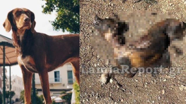 Φρίκη στη Λαμία – Έκαψαν σκύλο ζωντανό (φωτο)