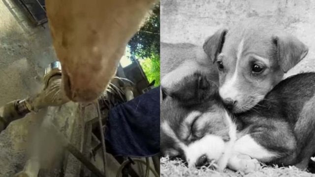 Έβαλαν κρυφή κάμερα σε ένα αδέσποτο σκύλο – Αυτό που κατέγραψαν, ραγίζει καρδιές (video)