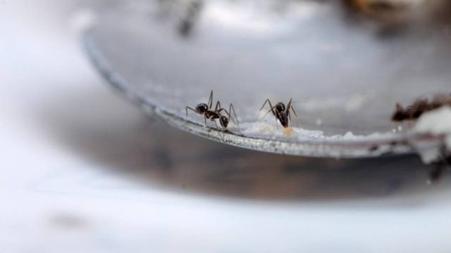 Μυρμήγκια στην κουζίνα: Έτσι θα γίνουν «καπνός»!
