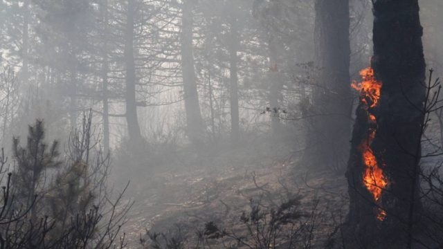 Φωτιά στη Βασιλική Λακωνίας – Επιχειρούν επίγειες κι εναέριες δυνάμεις