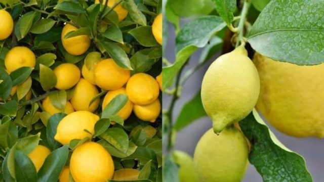 Λεμονιά: Τα μυστικά για να την καλλιεργήσετε στον κήπο και στο μπαλκόνι σας