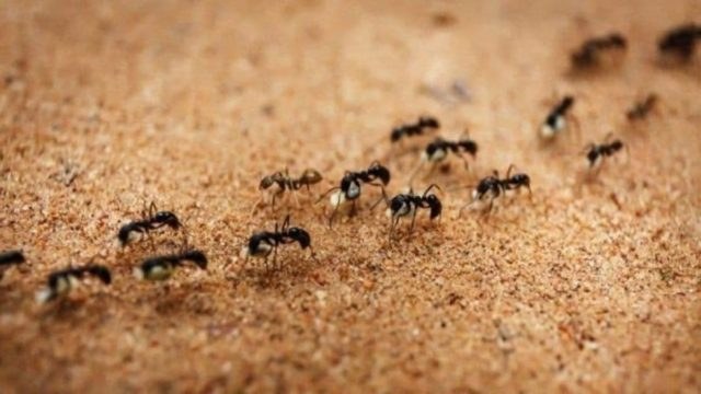 Μυρμήγκια υπό… εξαφάνιση: Ο απόλυτος συνδυασμός κανέλας, μαγειρικής σόδας και ξυδιού για να τα αφανίσετε