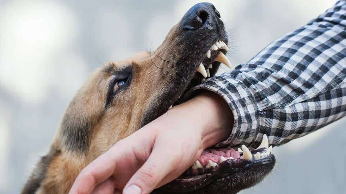 Τρόμος στην Κατερίνη: Επίθεση από σκυλιά δέχθηκε 85χρονη