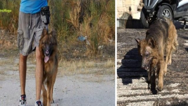 Φωτιά στην Πεντέλη: Ανάρρωσε ο καμένος σκύλος – Αναζητά ιδιοκτήτη (Video)