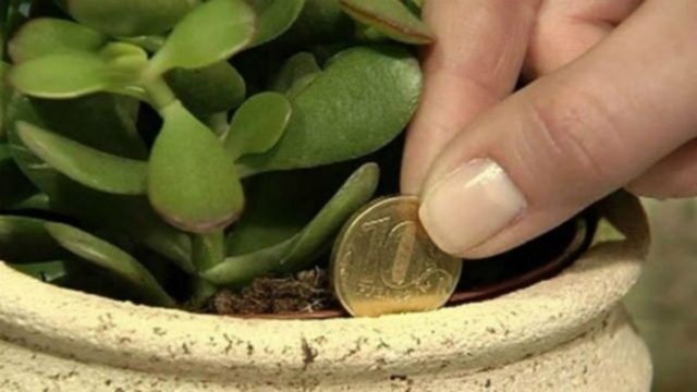 Βάλτε αυτό το φυτό στο σπίτι σας και…τα χρήματα στην τσέπη σας θα αρχίσουν να αυξάνονται!