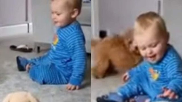 Μωρό παίζει με τον σκύλο του στο σαλόνι, όταν ξαφνικά κάτι θα “πάγωσει” και τους δύο