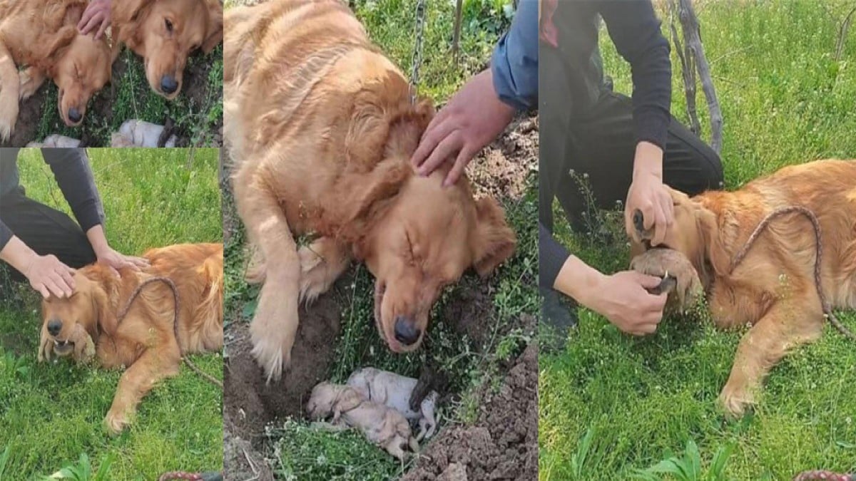Σκυλίτσα σκάβει τον τάφο των μικρών της! Το σπαρακτικό βίντεο και η άρνηση να τα αφήσει από το στόμα της – Το γοερό κλάμα που ανατριχιάζει