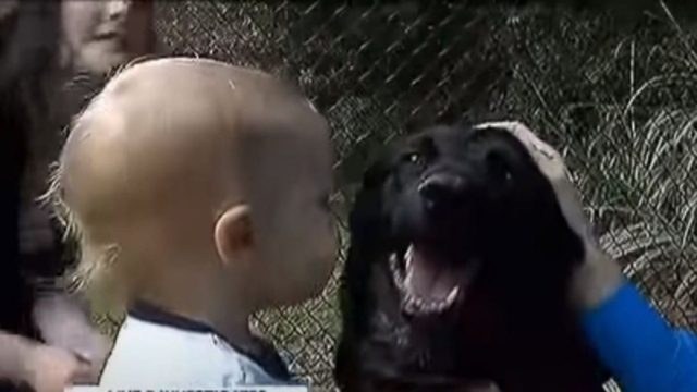 Σκύλος γάβγιζε στην babysitter και ο πατέρας έβαλε κάμερα – Δεν φαντάζεστε τι ανακάλυψε (Video)