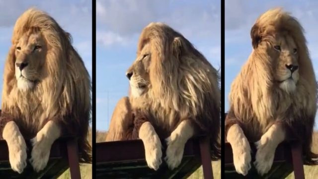 Λιοντάρι με viral χαίτη σα να βγήκε από κομμωτήριο – Θα το ζήλευε και ο Τρύφωνας Σαμαράς! (video)