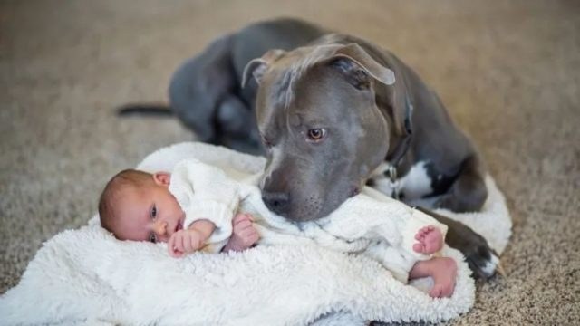 Είπε στη γυναίκα του ότι πρέπει να δώσουν το pitbull γιατί φοβόταν για το μωρό – Ο σκύλος όμως άλλαξε την γνώμη του πατέρα με την “συμπεριφορά” του