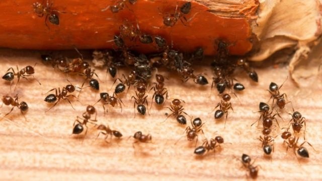 Ακαριαίος θάνατος για τα μυρμήγκια: Τα 4 tips για να τα εξαφανίσετε στη στιγμή
