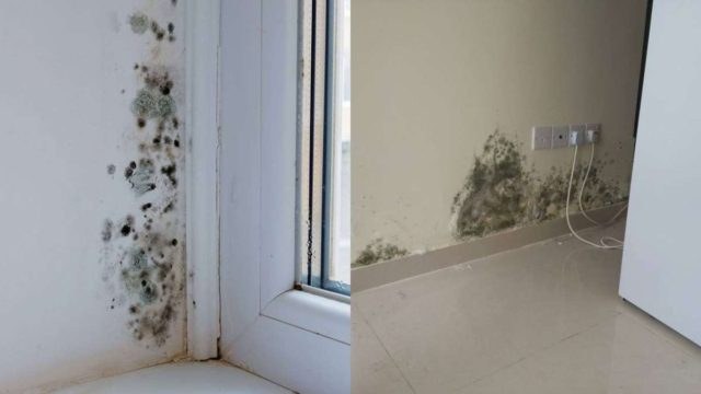Έτσι θα πείτε «τέλος» στη μούχλα: Απίστευτο κόλπο για να εξαφανίσετε την υγρασία από το σπίτι σας!