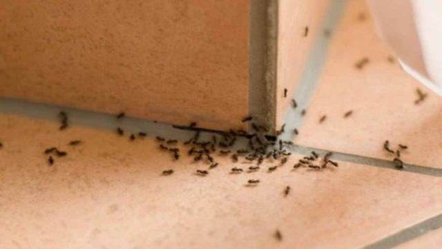 Μυρμήγκια στο σπίτι: Οι άγνωστοι φυσικοί τρόποι για να μην εμφανιστούν ποτέ ξανά