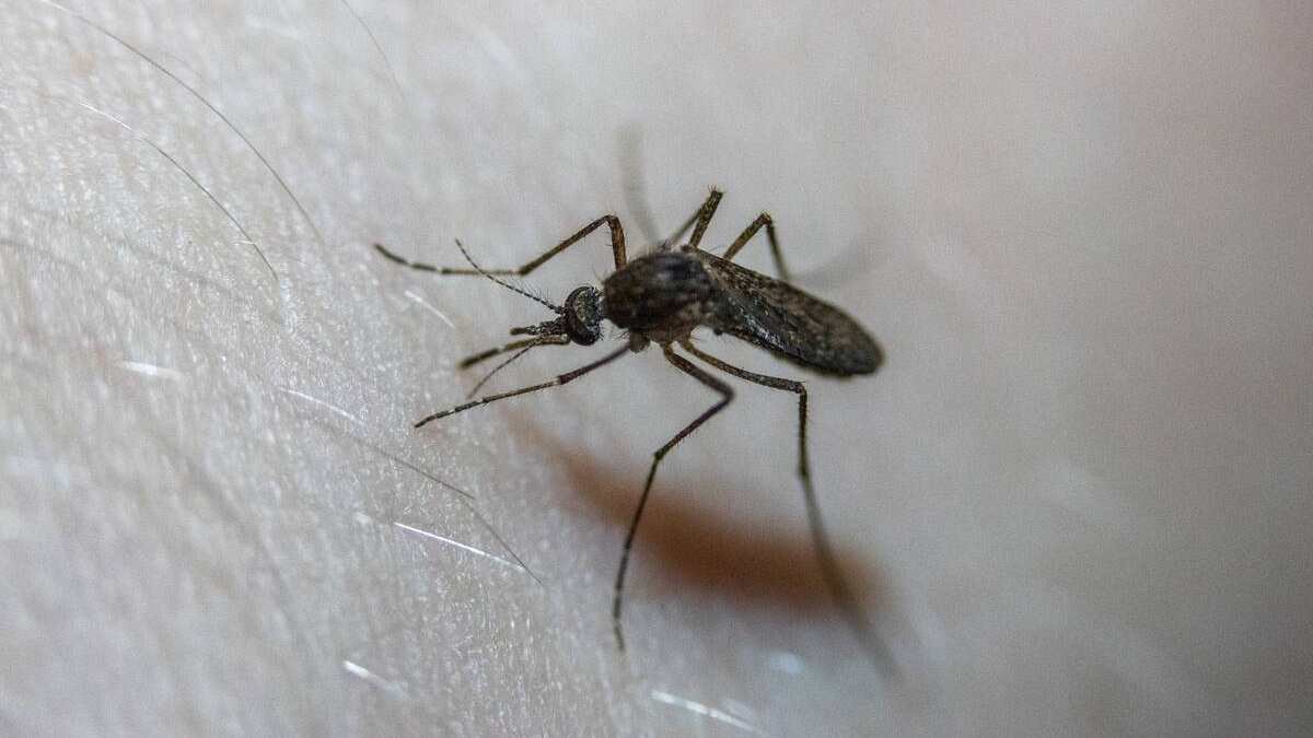 Τσιμπήματα κουνουπιών: Το τρικ με το άγνωστο υλικό που σταματάει τη φαγούρα σε χρόνο dt