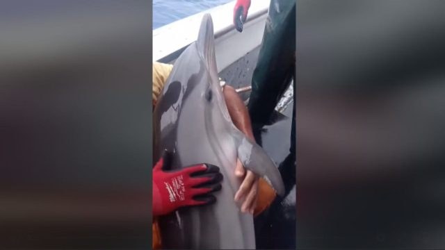 Συγκινητικό βίντεο: Ψαράδες στην Κάλυμνο απελευθερώνουν δελφίνι που μπλέχτηκε στα δίχτυα τους