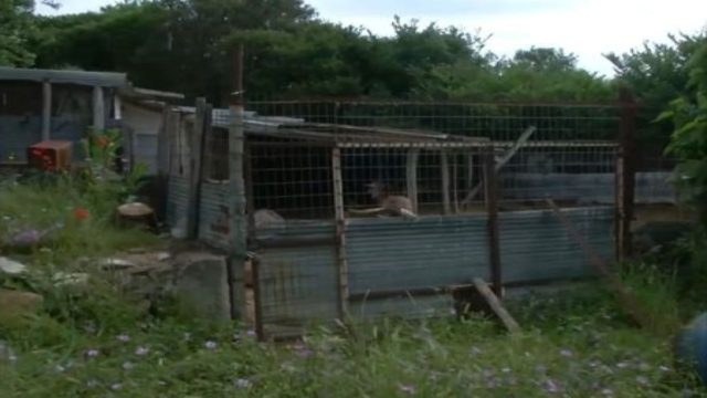 Καβάλα: «Είχε χάσει 2 λίτρα αίμα»! Θρίλερ με τον θάνατο της 68χρονης κτηνοτρόφου – Στο “φως” νέα στοιχεία (Video)