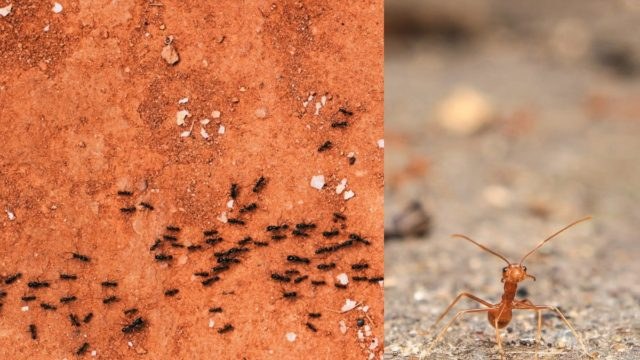 Φαστ εξολόθρευση: 4 tips να διώξετε τα μυρμήγκια από το σπίτι μια και καλή