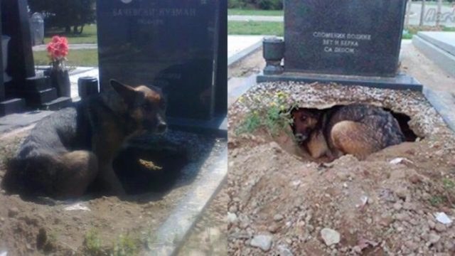 Νόμιζαν ότι ο σκύλος θρηνούσε στον τάφο του ιδιοκτήτη του – Έπαθαν σοκ όταν αντίκρυσαν τι πραγματικά συμβαίνει (photo)
