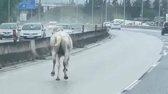 Συναγερμός στη Θεσσαλονίκη: Αναστάτωση στην εθνική οδό – Άλογα έτρεχαν μέσα στο δρόμο