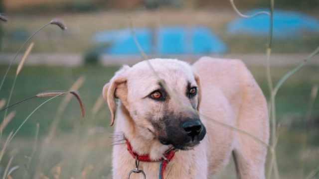 Αποτροπιασμός για νέα κτηνωδία στην Πρέβεζα: Έσερνε αδέσποτο σκύλο με το ποδήλατό του – Κατέληξε το άτυχο ζώο
