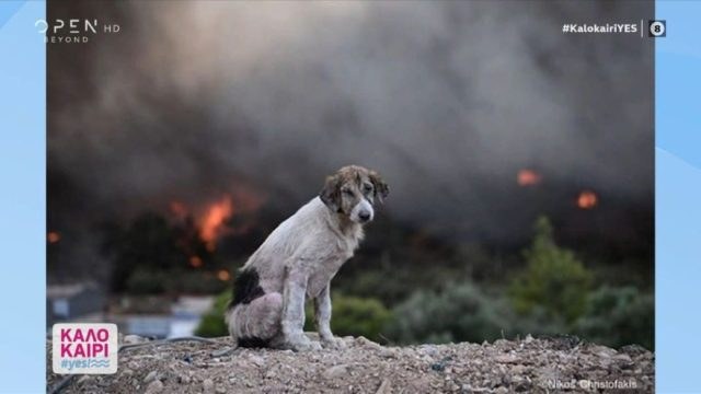 «Ο σκύλος ανάμεσα στις φλόγες» – Η φωτογραφία που κάνει τον γύρο του διαδικτύου από τα πύρινα μέτωπα
