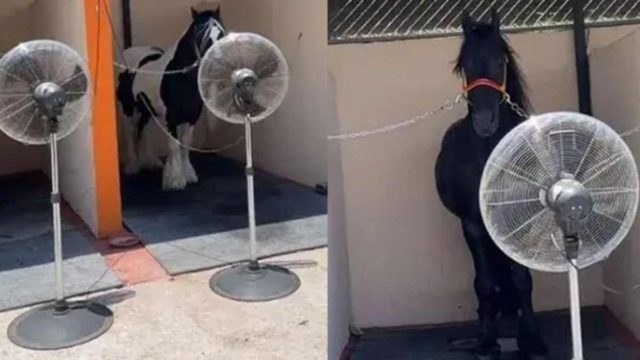 Όσο υπάρχουν άνθρωποι: Αγρότης έβαλε ανεμιστήρες για να δροσίσει τα άλογα στον στάβλο