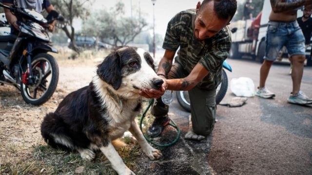 Πύρινη κόλαση στην Αλεξανδρούπολη: Απανθρακώθηκαν τουλάχιστον 910 ζώα – Τεράστιες οι ζημιές σε υποδομές