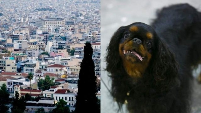 Ποια περιοχή της Αθήνας είναι γεμάτη σκυλιά… Το καμένο ανέκδοτο της ημέρας (6/8)