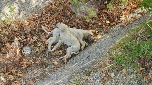 Χαλκιδική: Ασυνείδητος πέταξε κουταβάκια στη μέση του δρόμου – Πατήθηκαν πολλές φορές από αυτοκίνητα (photos)