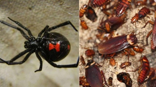 Πείτε το οριστικό αντίο: Το κόλπο των ειδικών για να εξαφανίσετε αράχνες, σφήκες, ψύλλους, κατσαρίδες και τσιμπούρια