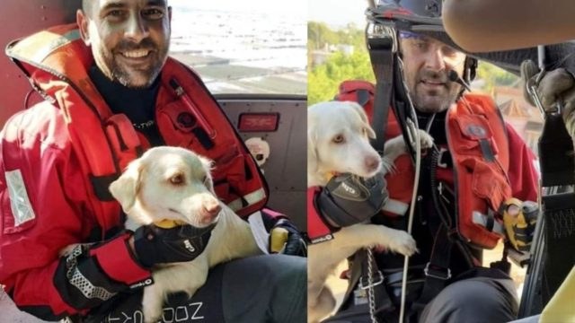 «Γυρίζουμε πίσω!»: Η συγκινητική διάσωση της σκυλίτσας Λούνα από ελικόπτερο του Πολεμικού Ναυτικού